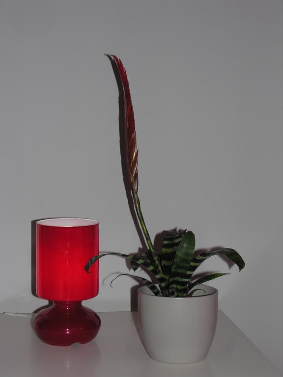 Apartament Amaryllis คราคูฟ ภายนอก รูปภาพ